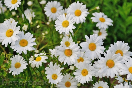 Devostock Daisy Flower Spring Marguerite 6757 4K.jpeg