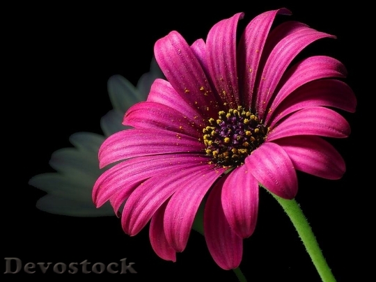 Devostock Daisy Pollen Flower Nature 8740 4K.jpeg