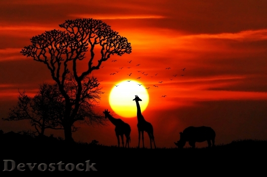 Devostock Dawn Landscape Nature Giraffer Rhinocero 4K