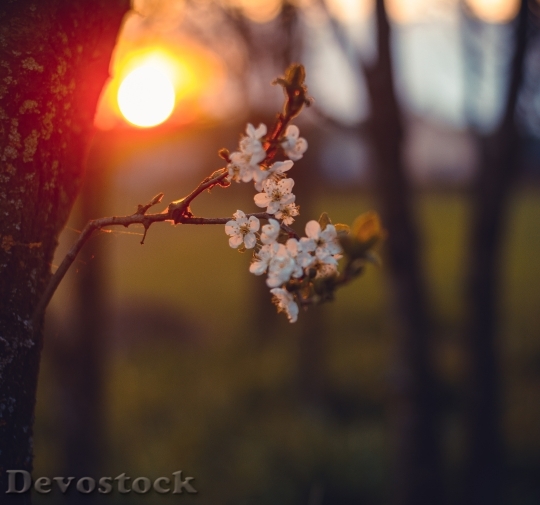 Devostock Dawn Nature Sunset 100807 4K