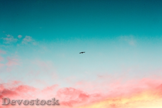 Devostock Dawn Sky Bird Pink Blue Sunset 4K
