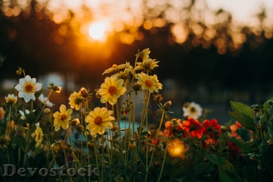 Devostock Dawn Sunset Flowers 140591 4K