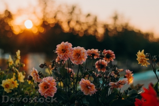 Devostock Dawn Sunset Flowers 140899 4K