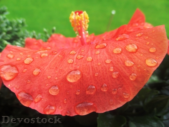 Devostock Dew Flower Raindrop 5230 4K