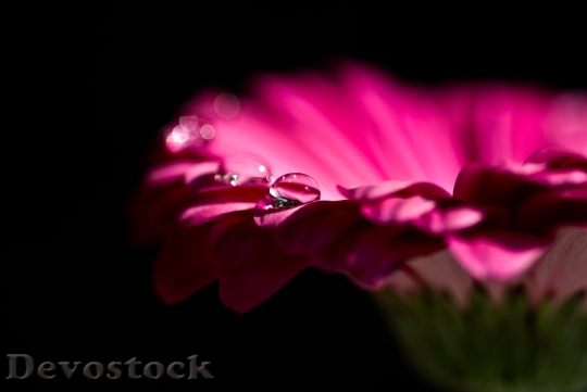 Devostock Dew Wet Flower 8601 4K