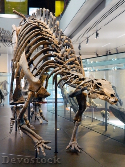 Devostock Dinosaur Jurassic Bones Museum HD