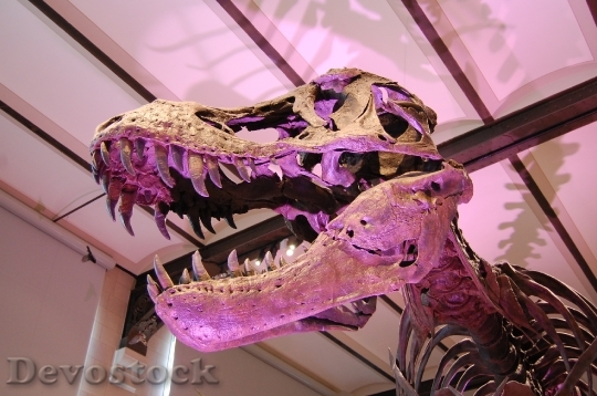 Devostock Dinosaur Tyrannosaurus T Rex HD