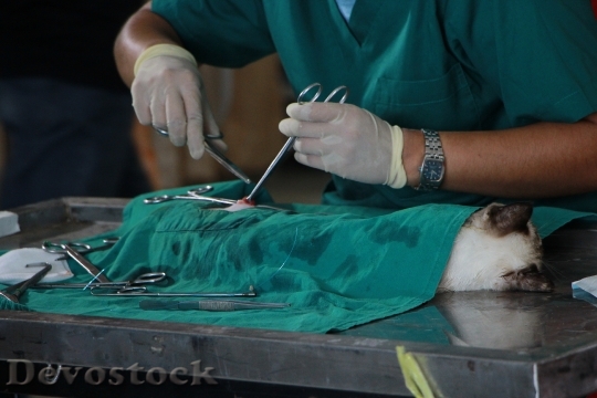 Devostock Doctor  Hands Animal Dog Operation 4K