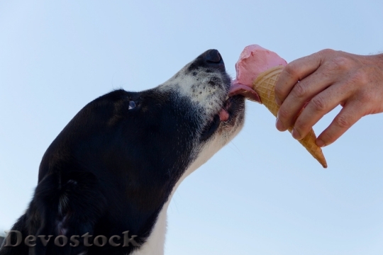 Devostock Eating Animal Dog Funny Icecream Summer 4K