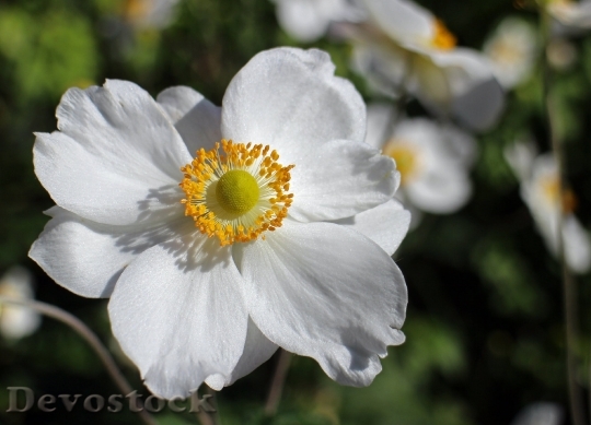 Devostock Fall Anemone White Flower Garden Plant 4845 4K.jpeg