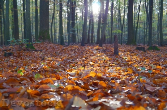 Devostock Fallen Leaves In Forest HD
