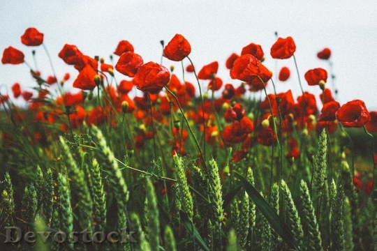Devostock Field Flowers Blur 44949 4K