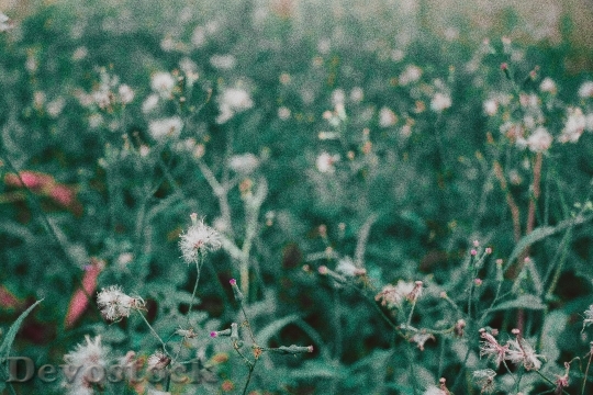 Devostock Field Flowers Blur 79457 4K