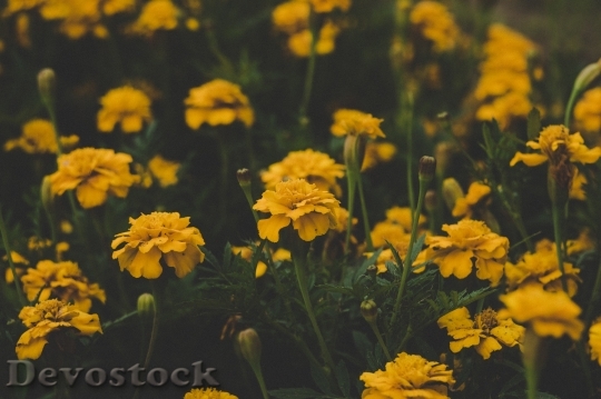 Devostock Field Flowers Dark 102842 4K