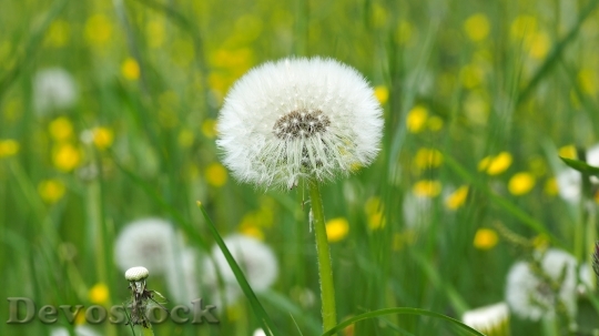 Devostock Field Flowers Grass 15981 4K