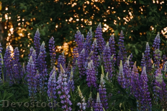 Devostock Field Flowers Purple 118841 4K