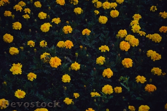 Devostock Field Flowers Summer 123315 4K