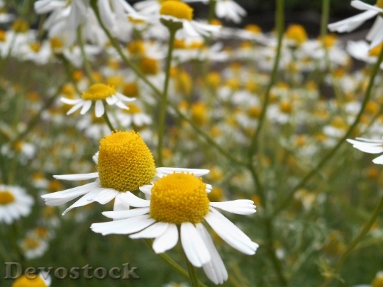 Devostock Field Flowers Summer 68271 4K