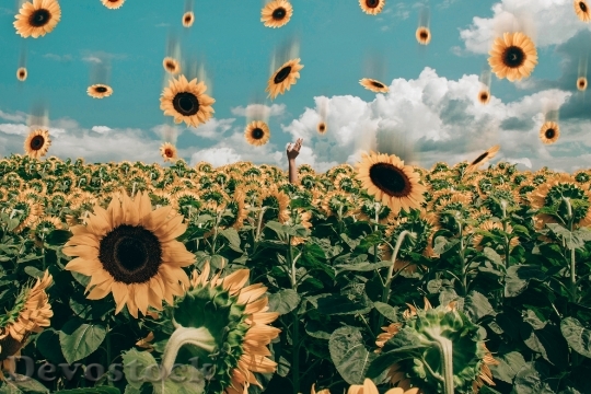 Devostock Field Flowers Sunflowers 128761 4K