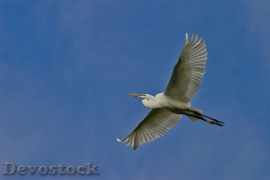 Devostock Flight Bird Animal 105891 4K