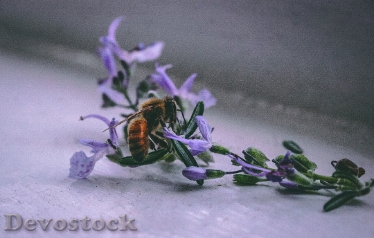Devostock Flower Bee Insect 100107 4K