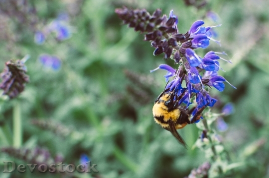 Devostock Flower Bee Insect 108259 4K