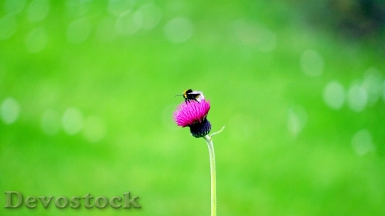 Devostock Flower Bee Insect 10963 4K