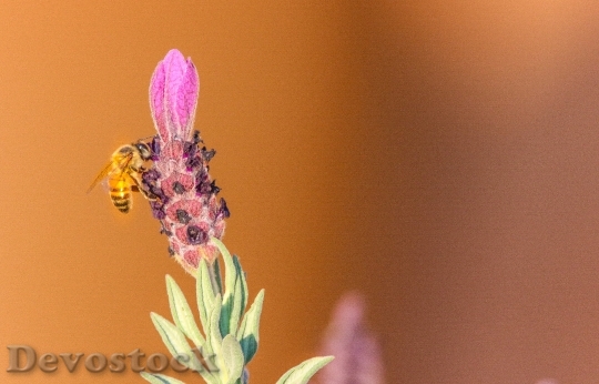 Devostock Flower Bee Insect 125969 4K