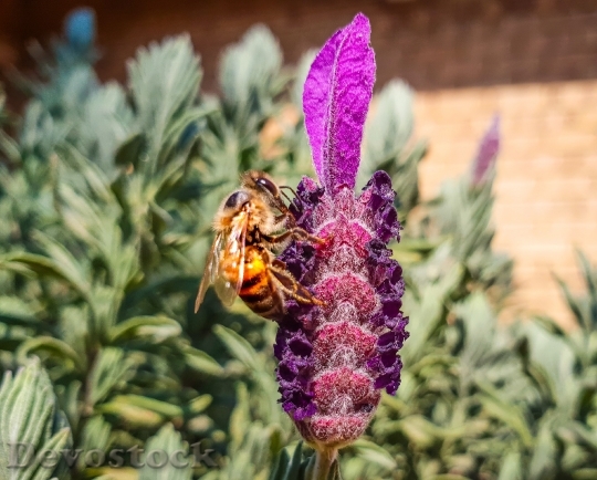Devostock Flower Bee Insect 130374 4K