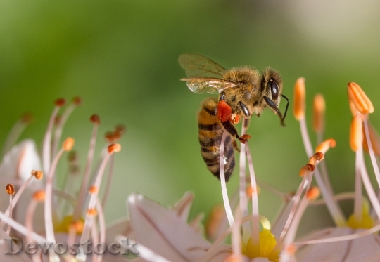 Devostock Flower Bee Insect 4739 4K