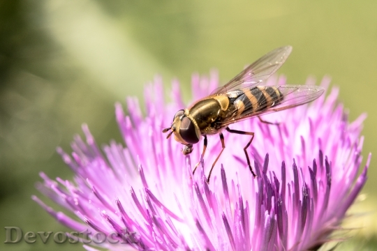 Devostock Flower Bee Pollen 53164 4K
