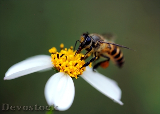 Devostock Flower Bee Pollen 76062 4K