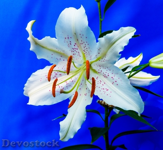 Devostock Flower Bloom Blossom 6217 4K