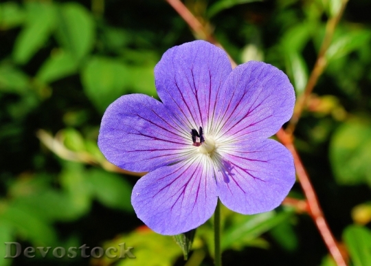 Devostock Flower Blossom Bloom Blue 5375 4K.jpeg