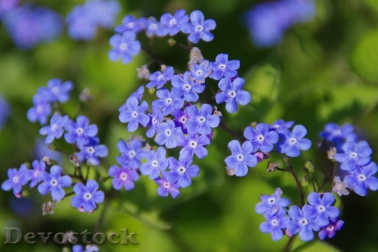 Devostock Flower Blossom Bloom Blue 7053 4K.jpeg