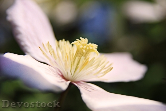Devostock Flower Blossom Bloom Pink 6512 4K.jpeg