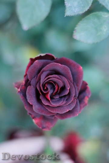 Devostock Flower Color Rose 102094 4K