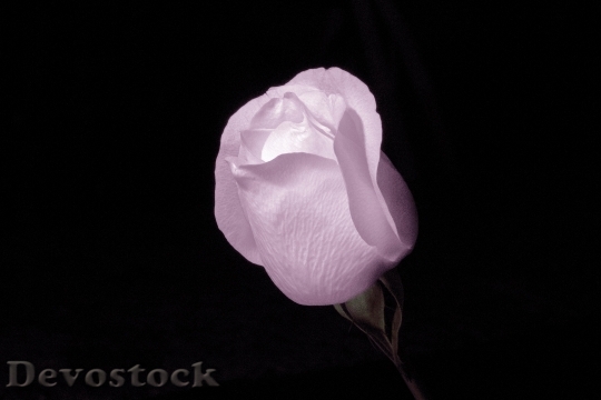 Devostock Flower Color Rose 116546 4K