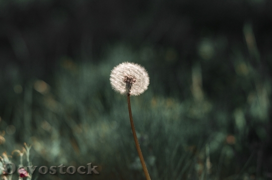 Devostock Flower Dandelion Bloom 131385 4K