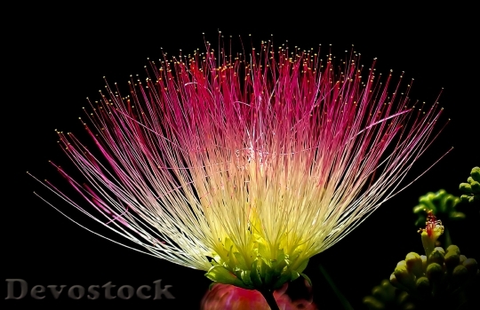 Devostock Flower Exotic Colorful Pink 3974 4K.jpeg