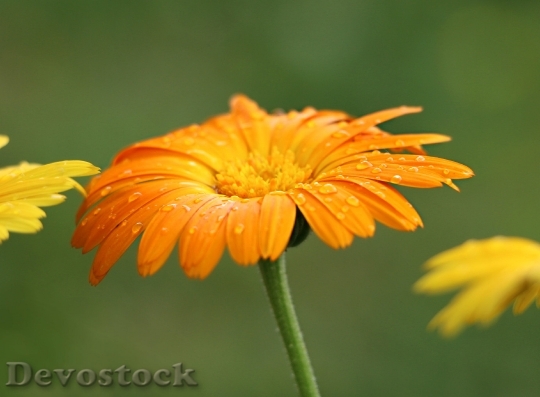 Devostock Flower Field Orange Dewdrop 15919 4K.jpeg