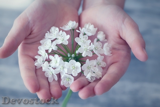 Devostock Flower Flowers Small Flowers White 16161 4K.jpeg