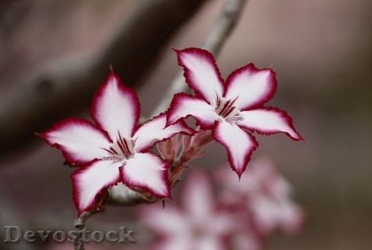 Devostock Flower Impala Lily Floral Plant 6553 4K.jpeg