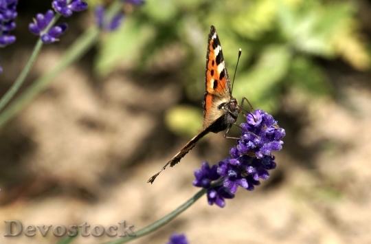 Devostock Flower Insect Butterfly 53125 4K