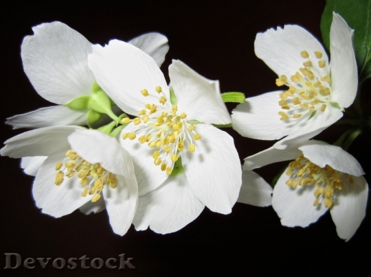 Devostock Flower Jasmine Bush White 5408 4K.jpeg