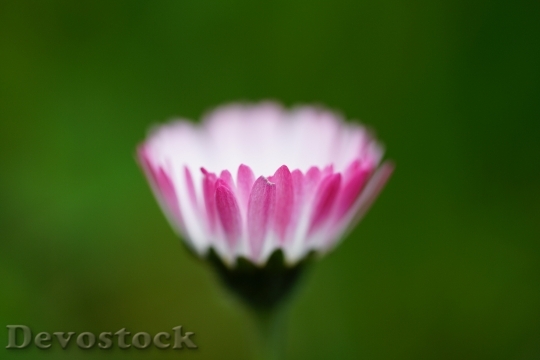 Devostock Flower Macro Bloom 10435 4K