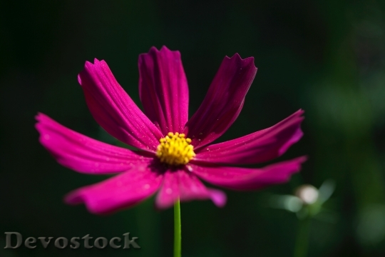 Devostock Flower Macro Bloom 108551 4K