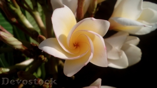 Devostock Flower Macro Bloom 11163 4K