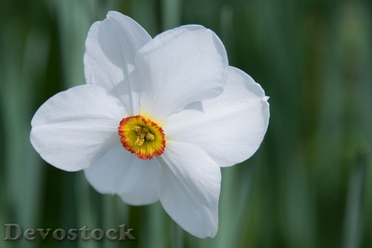 Devostock Flower Macro Bloom 4696 4K