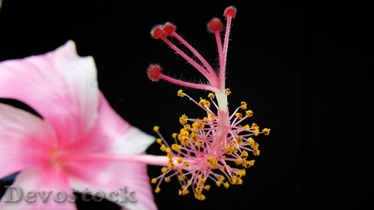 Devostock Flower Macro Bloom 6791 4K